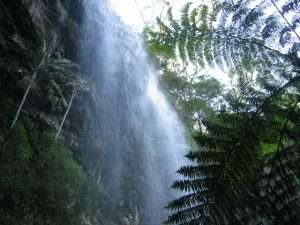 Falls w vegetation Springbrook